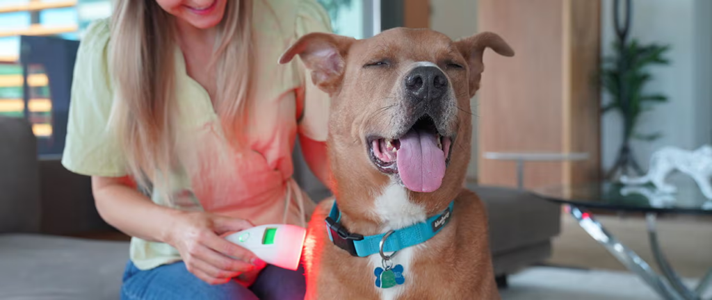HelioPet device used on a dog